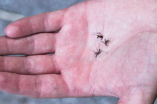 Bli kvitt myggen, Beste myggfjerner.